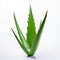 White Aloe Vera Leaves On White Background: Sharp And Clever Humor