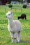 White alpaca