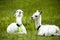 White alpaca babies