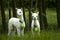 White alpaca babies