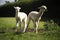 White alpaca babies on a farm