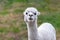 White Alpaca Closeup standing in green grass field on a summer afternoon