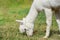 A white alpaca grazes relaxed in a pasture in summer