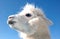 White Alpaca Head Profile against clear blue sky