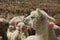 A white Alpaca in a herd