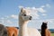 White Alpaca in a Herd