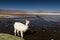 White Alpaca at Laguna Colorada