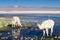 White Alpaca at Laguna Colorada