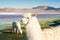 White alpaca on the Laguna Colorada, Altiplano, Bolivia.