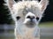 White alpaca with large forehead stares out at horizon