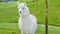 A white alpaca leisurely on the farm.