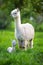 White Alpaca with offspring