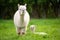 White Alpaca with offspring