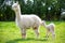 White Alpaca with offspring