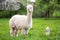 White Alpaca with offspring