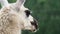 White alpaca stands alone and looks away. Llama animal close up head