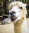 White Alpaca with a Toothy Grin