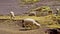 White Alpacas in Andean highlands