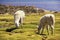 White alpacas graze in Lauca National park, circa Putre, Chile.