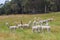 White Alpacas meadows farm ranch Australia