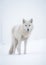 White Alpha Wolf in Winter. Graceful Majesty in the Snow. Generative AI