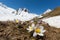 White alpine anemone flowers pulsatilla alpina in bloom in mountains