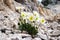 White alpine anemone pulsatilla alpina blooming in rocks, in mountains, Alps, Slovenia