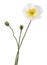 White Alpine poppy, Papaver alpinum