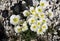 White Alpine poppy Papaver alpinum flowers in Triglav National Park in Slovenia