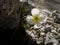 White Alpine poppy Papaver alpinum flowers in Triglav National Park in Slovenia