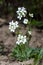 White Alpine rock-cress Arabis alpina