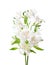 White Alstroemeria flowers isolated on white background