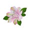 White alstromeria flower with pink and green colors vec