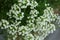 White Alyssum