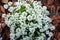 White alyssum flowers in the summer garden