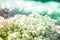 White Alyssum Maritimum