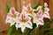 White Amaryllis