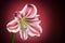 White amaryllis bloom with red stripes. Natural blooming flower blossom. Hippeastrum