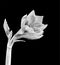 White amaryllis blossom and bud, black background, monochrome fine art still life macro, detailed textured bloom
