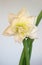 White amaryllis blossom, winter flower