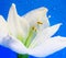 White amaryllis with drops on blue