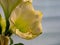 White Amaryllis flower in front of a light gray background