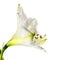 White amaryllis flower Hippeastrum, close up shot of bloom and