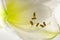 White amaryllis flower Hippeastrum, macro view of the stamens