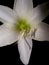 White Amaryllis Flower for the Holidays