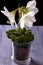 White amaryllis flower on purple table