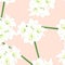 White Amaryllis on Light Pink Orange Background. Vector Illustration