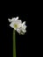 White amaryllis with three open blossoms and green stem on black background, fine art still life color macro