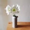 White amaryllis in vase