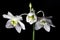 White Amazon lily flower